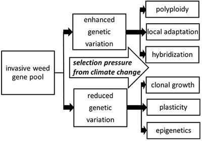 Rapid Evolution of Invasive Weeds Under Climate Change: Present Evidence and Future Research Needs